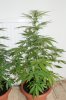 DSC01781.JPG