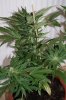 DSC01786.JPG