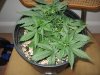 4th Grow 005.jpg