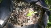Female Seeds Indoor Mix Plant 1.jpg