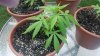one month plus three days of LST.jpg