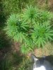 20150714_115457.jpg 20150714_115457.jpg