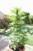 DSC01794.JPG