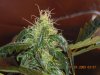 bud1.jpg