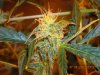 bud2.jpg