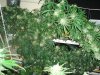 In the Jungle 2.jpg