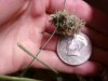cannabis 041.jpg