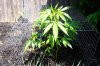 100_2063.jpg