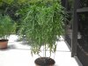 #25 Cindy 38 day flower 3 cola whole plant.JPG #25 Cindy 38 day flower 3 cola whole plant.JPG