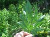 100_2187.JPG