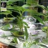 150622aerogarden.jpg