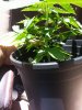 20150724_132819.jpg