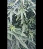 leaf2.jpg leaf2.jpg
