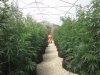 greenhouse 7-24-2015 011.JPG