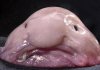Blobfish.jpg