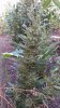 20150712_182330.jpg