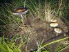 supershrooms.jpg