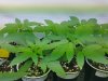 clones8.jpg clones8.jpg