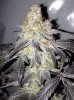 phantomkush.JPG phantomkush.JPG
