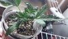 IMG_20150730_080814.jpg