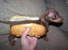 hotdog for lunch..jpg