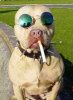 funny-dog-smoking-a-cigarette.jpg