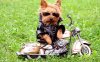 Funny-Dog-Pics.jpg