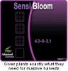sensibloom.jpg