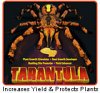 tarantula.jpg