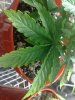 blueberry curl leaf.jpg
