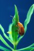 Aphthona_flava_flea_beetle.jpg