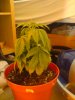 DSC00525.jpg