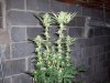 100_3023.jpg
