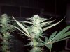 100_3028.jpg