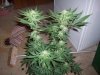 100_3035.jpg