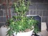 100_3038.jpg