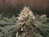 SZ1 bud 6wks.jpg