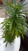 20150825_105551.jpg
