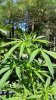 1 week into flowering.jpg