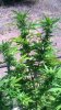 WP_20150820_002.jpg