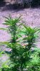 WP_20150820_003.jpg