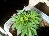 100_1616.jpg
