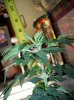 100_1625.jpg