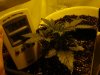 DSC00073.jpg
