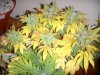 DSCN3566.JPG