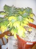DSCN3567.JPG