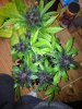 IMG-20150913-WA0010.jpg