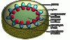 stemcrosdicot.GIF stemcrosdicot.GIF