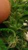Screenshot_2015-09-15-00-09-33.png