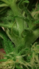 Screenshot_2015-09-15-00-10-22.png